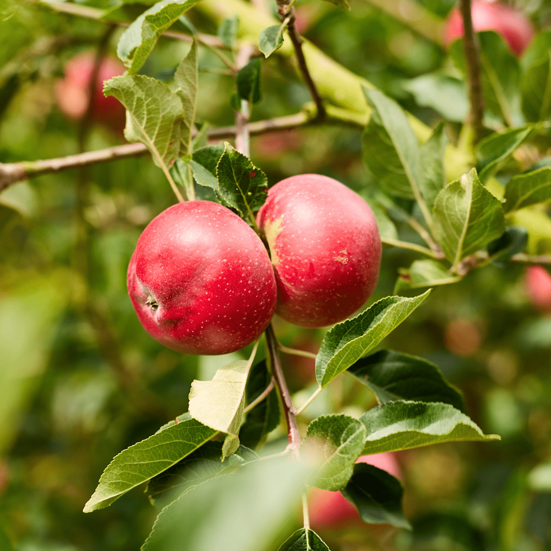 Orcharding Apples 2026