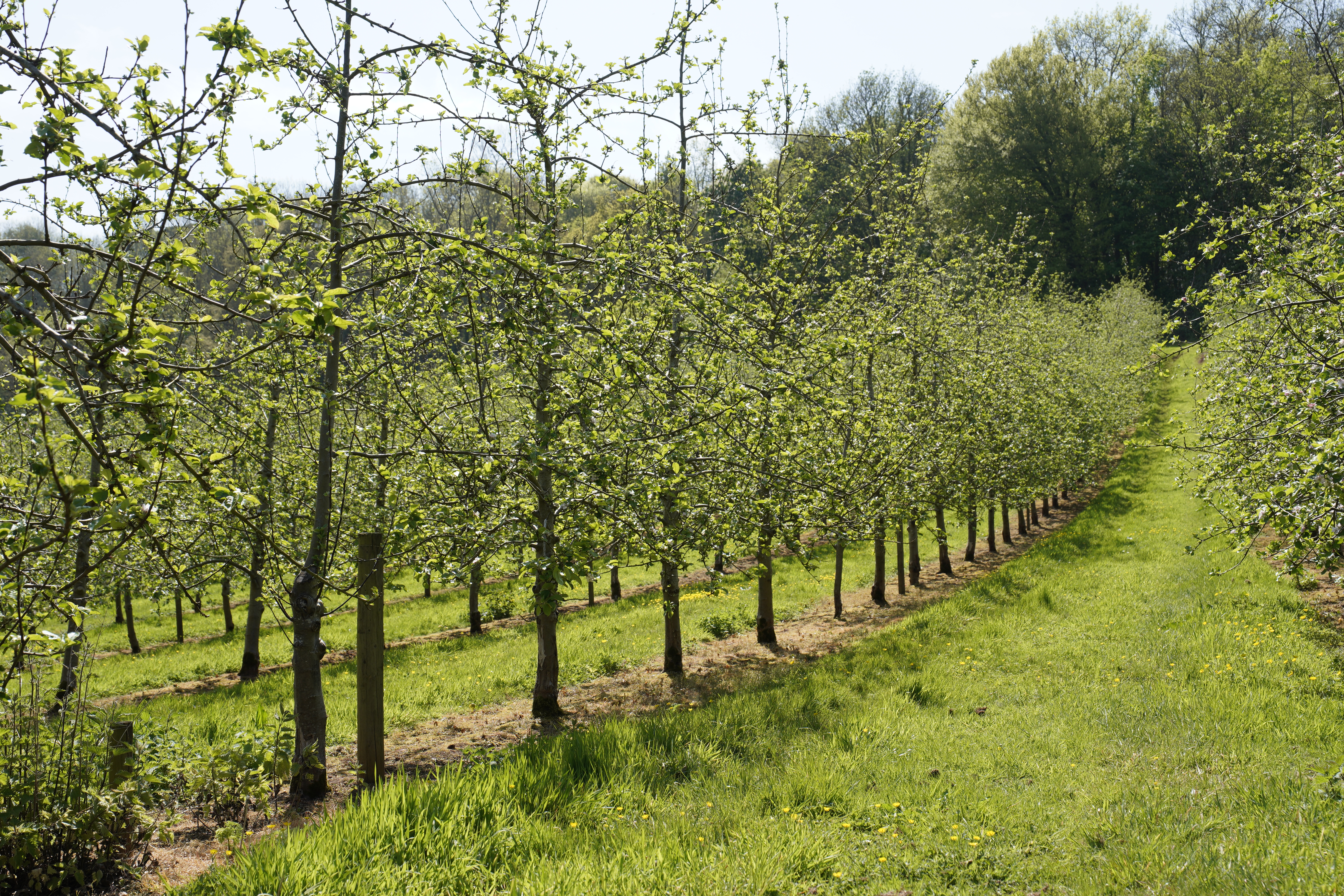 Photo of Orchard